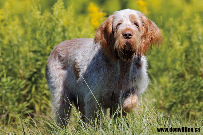 Spinone Italiano (Italian Spinone)