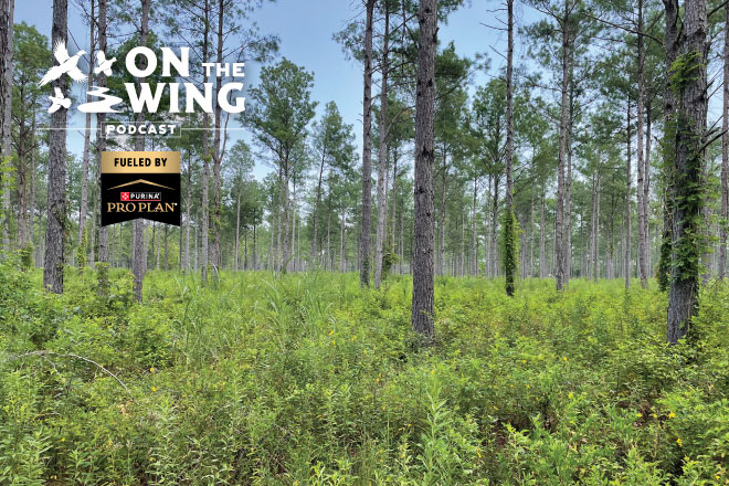 PODCAST EP. 315: Thinning Trees to Create Better Bobwhite Quail Habitat