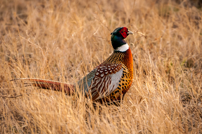 Create the Ultimate Back 40 for Pheasants 
