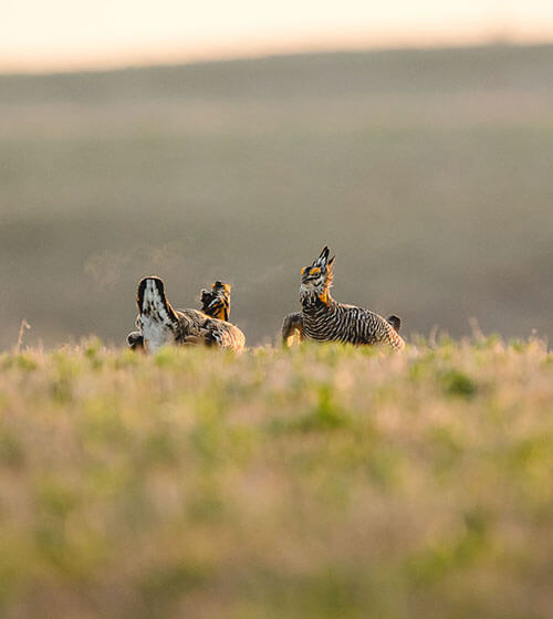 prairie grouse sitting in grassy field