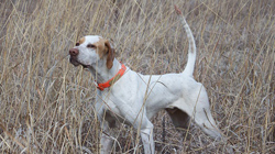 Pointer (English Pointer)