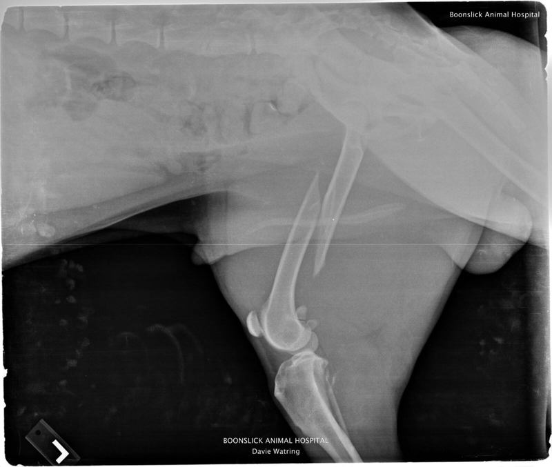 pfj-three-legs-and-spare-xray-02.jpeg