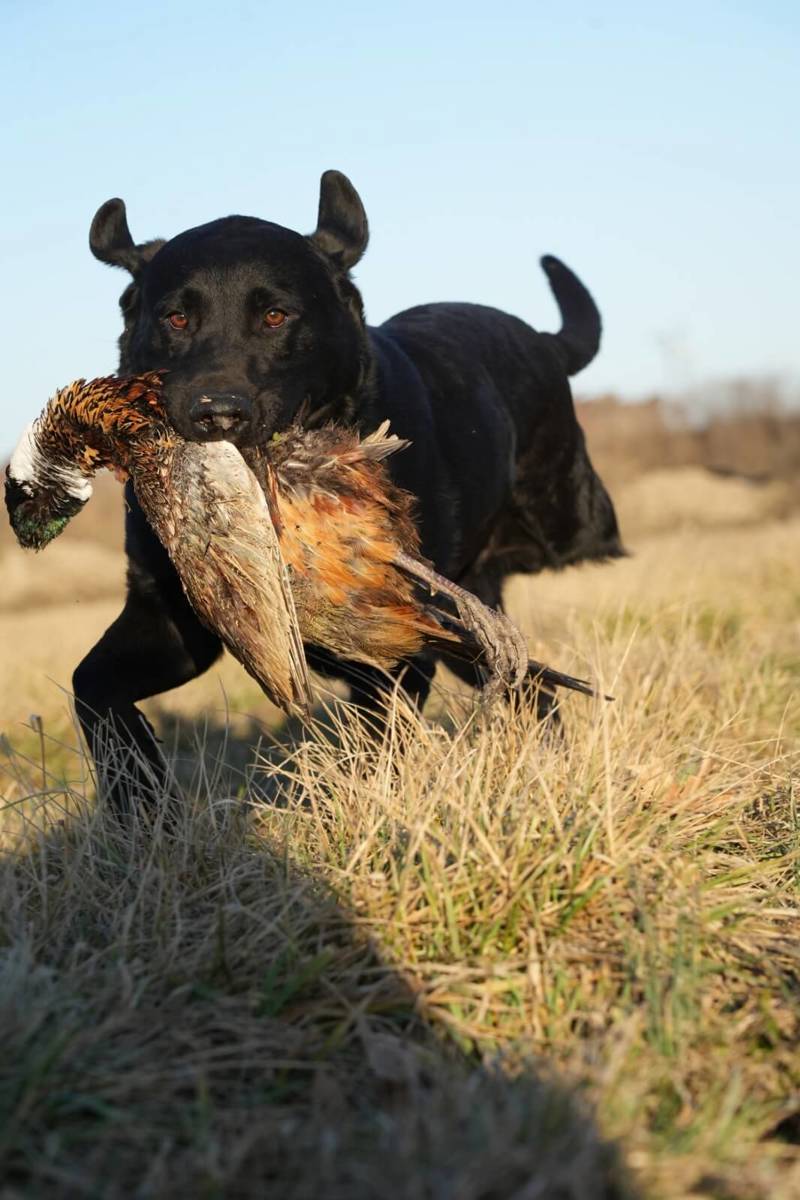 pfj-three-legs-and-spare-dog-bird-field-run-01.jpeg