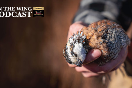 PODCAST EP. 386: QF's 2026 Quail Hunting Forecast