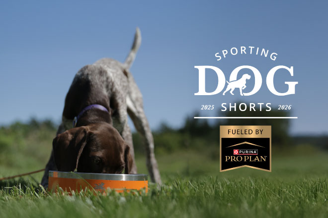 Sporting Dog Shorts - Unleashing Optimal Performance