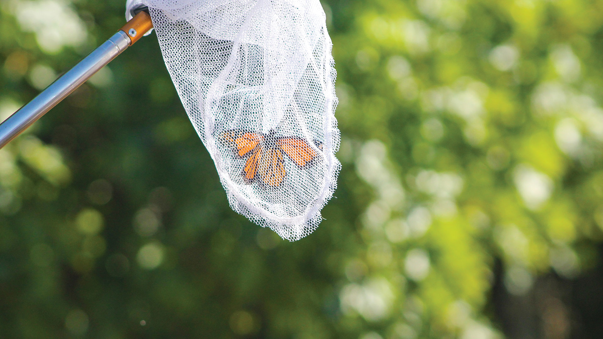 Partnerships, Pollinators, and Upland Birds