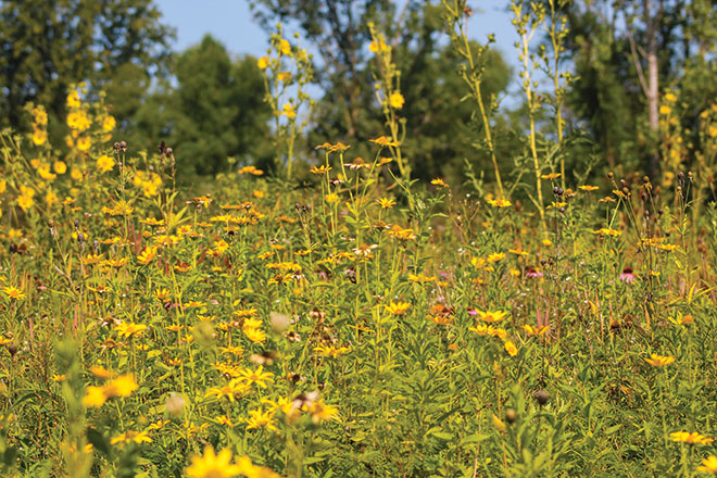 Year2Planting_MississinewaLake.jpg