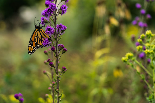 monarchs-need-more-1.jpg
