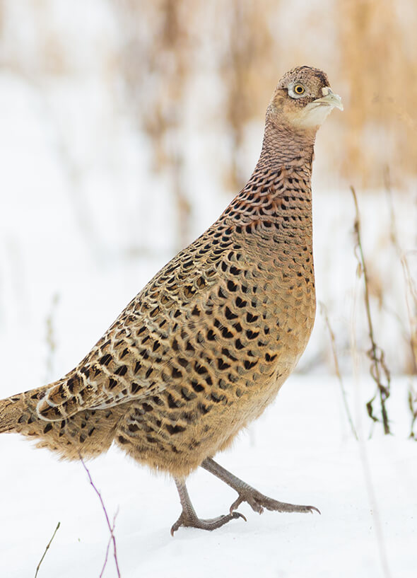 hc-pheasant-facts-programs-item.jpg