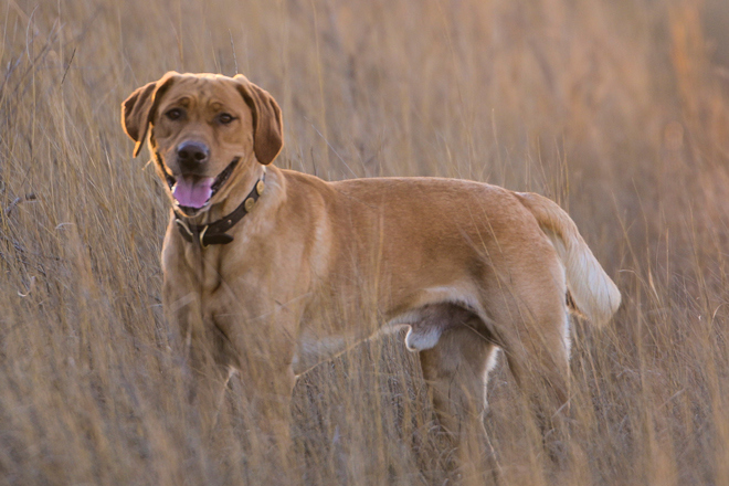Labrador Retriever