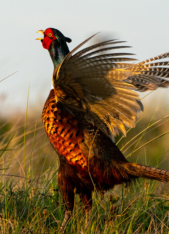 hc-pheasant-habitat-guide-programs-item.jpg
