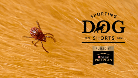 Sporting Dog Shorts - Ticks Are Out Early: What Bird Dog Owners Need to Do Right Now