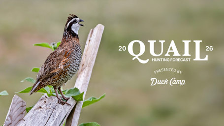 Quail Hunting Forecast 2026