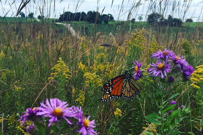 Aster