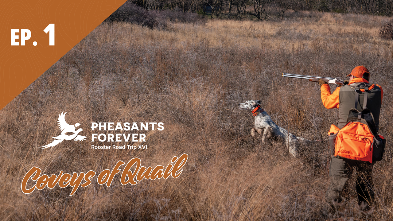 Rooster Road Trip XVI Ep. 1 Coveys of Quail