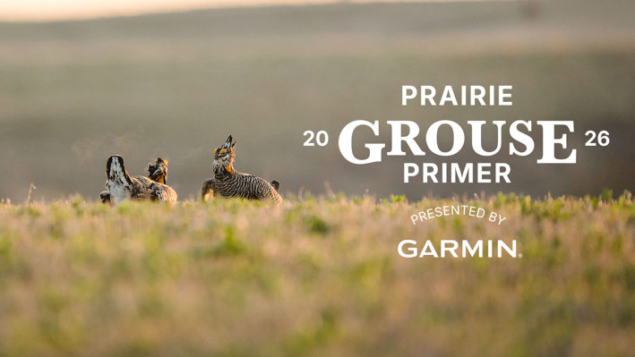 article-prairie-grouse-primer-2026
