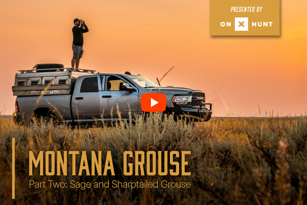 Montana Grouse | Part Two: Sage and Sharp-tailed Grouse
