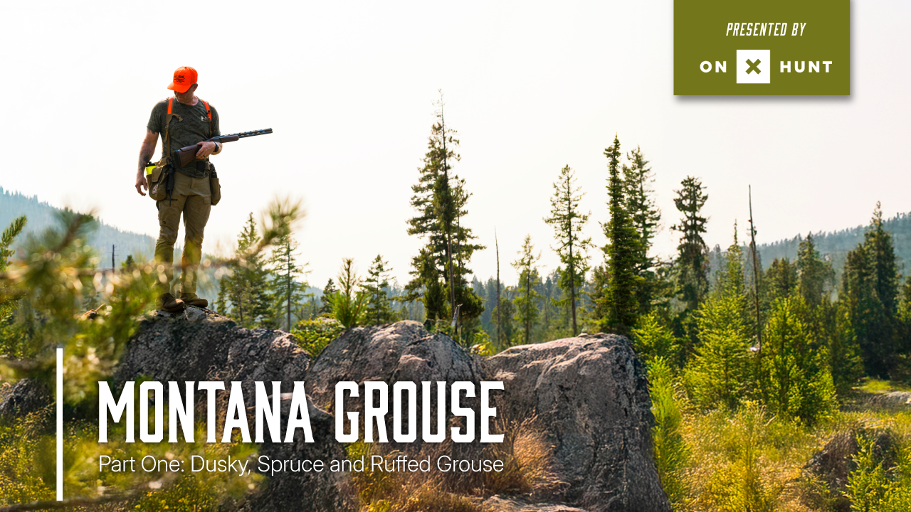 Montana Grouse | Part One: Dusky, Spruce and Ruffed Grouse