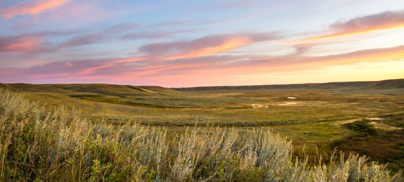 Field at sunset