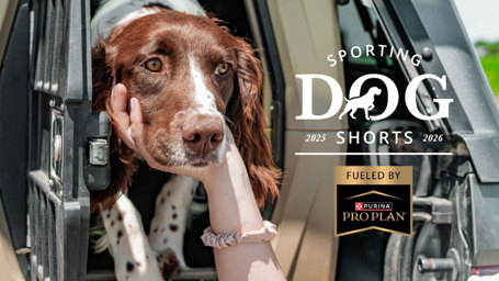 Sporting Dog Shorts - Crate Training Tips
