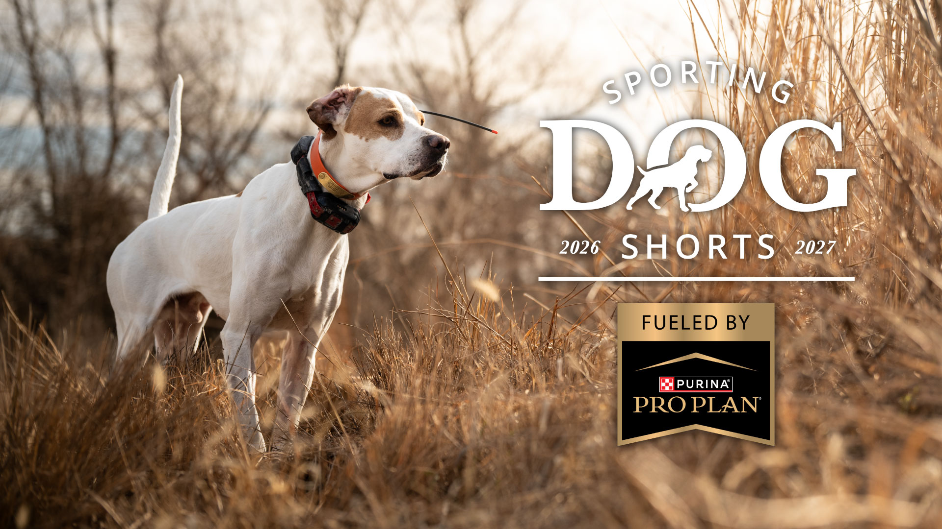 Sporting Dog Shorts - Feel Like You Have Too Much Dog?