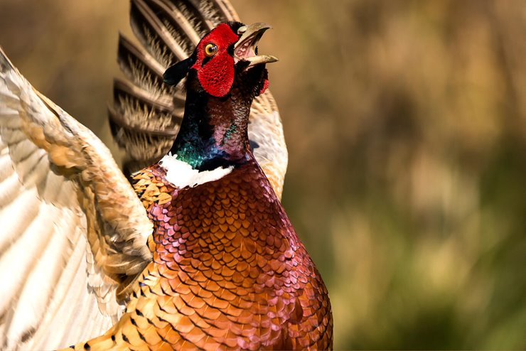 Upland Policy Update