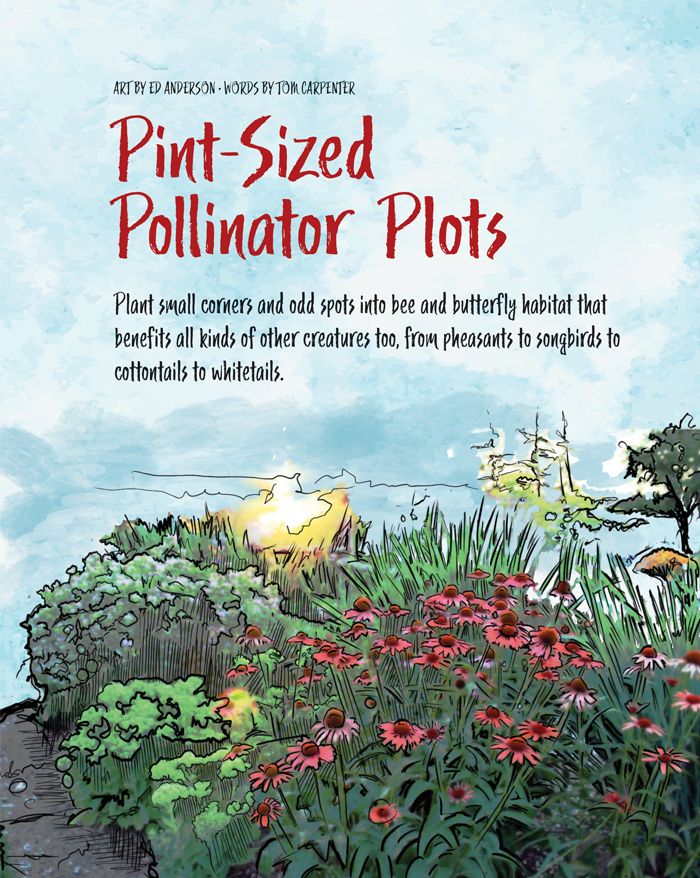 pint-sized-pollinator-plot-1.jpg