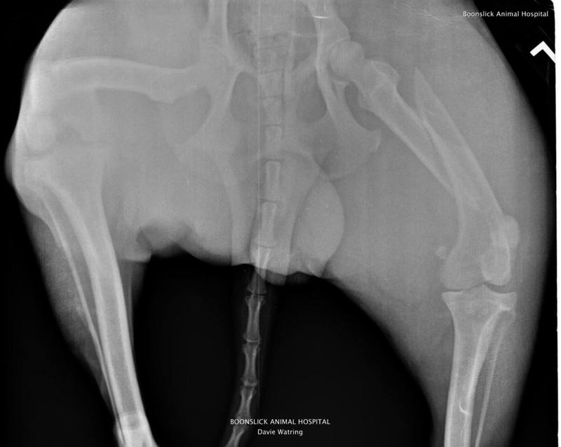 pfj-three-legs-and-spare-xray-01.jpeg