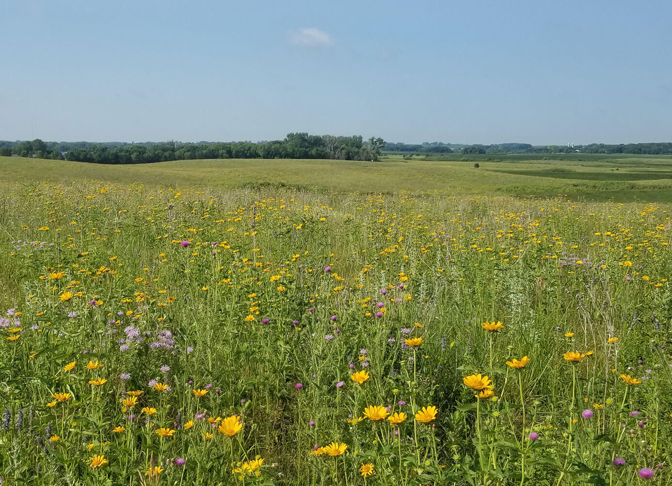 Flowers in field with a blue sky