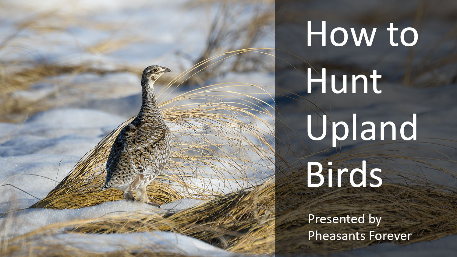 learn-to-hunt-how-to-hunt-upland-birds-content