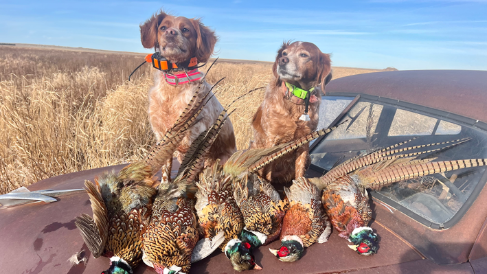 article-pheasant-season-starts-now.png