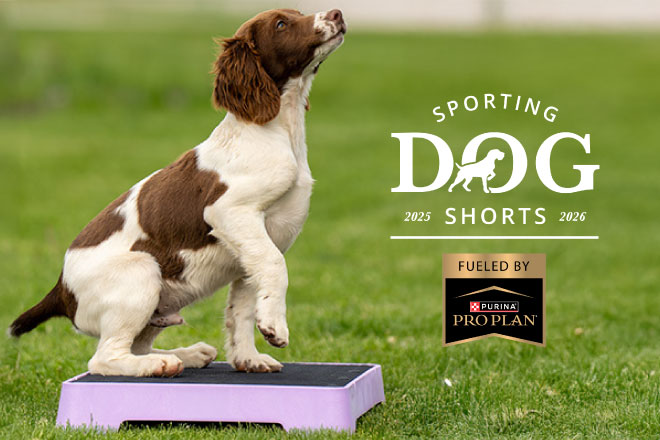 Sporting Dog Shorts - Off-Season Objectives for Your Bird Dog