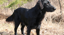 Flat-Coated Retriever