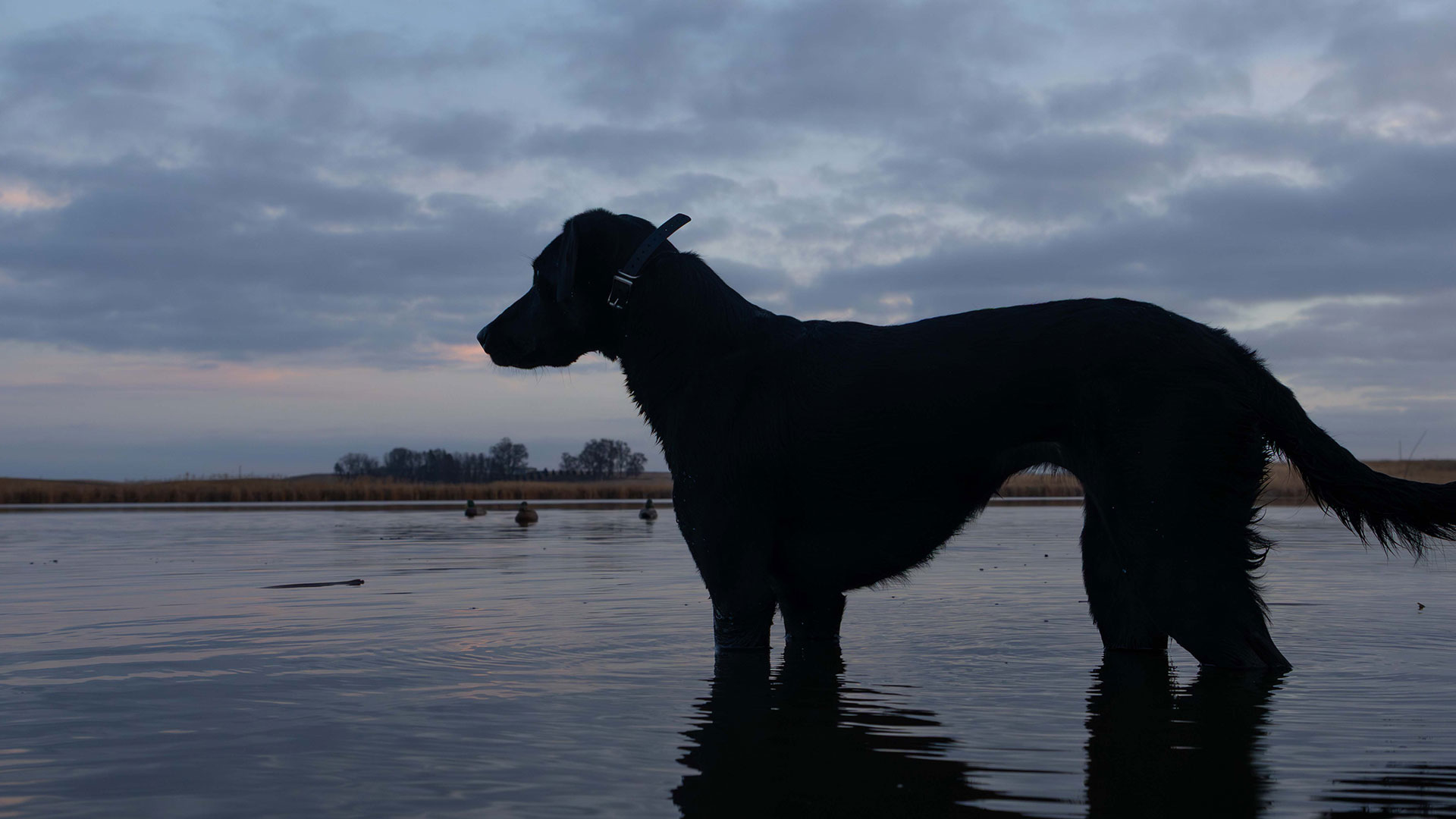 Sporting Dog 3